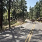 Youth on a horse ride at Future Heroes Camp.